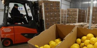 Tucumán creció 17,9% en exportaciones el primer semestre y proyecta U$S 900 millones limones