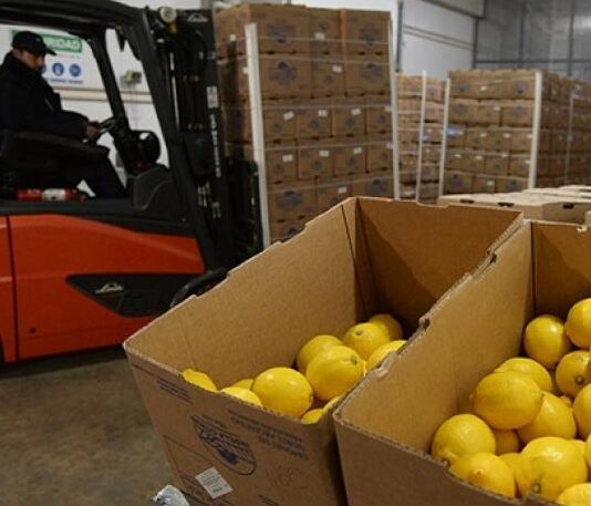 Tucumán creció 17,9% en exportaciones el primer semestre y proyecta U$S 900 millones limones
