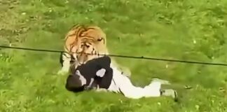 Inglaterra : Un hombre saltó al recinto de un tigre en un zoo y murió tras ser atacado