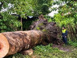 Festejaban un cumpleaños y un árbol se cayó sobre la casa: tres niñas heridas cayo un arbol