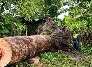 Festejaban un cumpleaños y un árbol se cayó sobre la casa: tres niñas heridas cayo un arbol