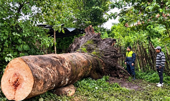 lUQYuJ-yX_720x0__1 cayo un arbol