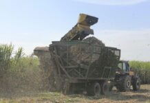 Zafra azucarera: algunos ingenios extenderían la molienda hasta diciembre zafra