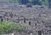 La provincia de Tucumán perdió 37 mil hectáreas de árboles en los últimos diez años tala de bosques