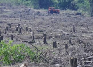 La provincia de Tucumán perdió 37 mil hectáreas de árboles en los últimos diez años tala de bosques