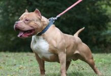 Un niño de 4 años que su madrina dejó solo en la casa, murió atacado por un pitbull pitbull