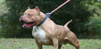 pitbull