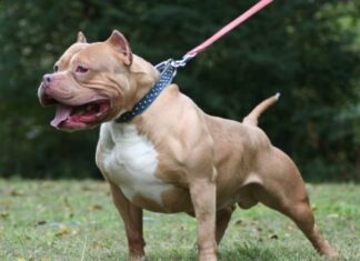 Un niño de 4 años que su madrina dejó solo en la casa, murió atacado por un pitbull pitbull